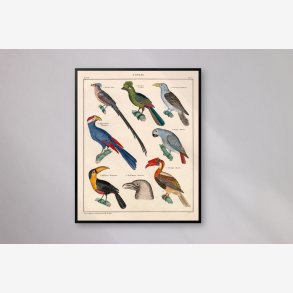 Eksotiske fugle 1836 - Naturhistorisk tavle