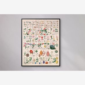 Brplanter 1836 - Botanisk tavle