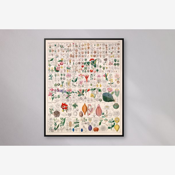Brplanter 1836 - Botanisk tavle