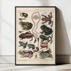 Frer og tudser 1836 - Naturhistorisk tavle