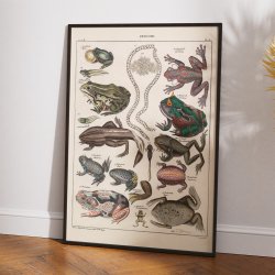 Frer og tudser 1836 - Naturhistorisk tavle