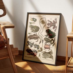 Frer og tudser 1836 - Naturhistorisk tavle