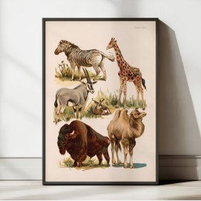 Savannedyr 1800-tallet - Naturhistorisk tavle