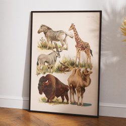 Savannedyr 1800-tallet - Naturhistorisk tavle