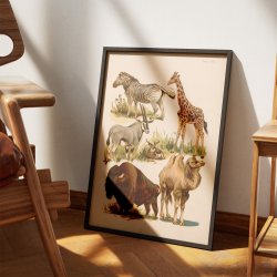 Savannedyr 1800-tallet - Naturhistorisk tavle