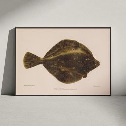 Rdsptte 1904 - Naturhistorisk tavle