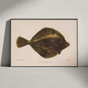 Rdsptte 1904 - Naturhistorisk tavle