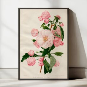 Paradistr 1900-tallet - Botanisk plakat