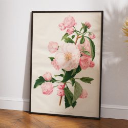 Paradistr 1900-tallet - Botanisk plakat