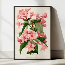 Tragtblomster 1900-tallet - Botanisk plakat