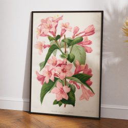 Tragtblomster 1900-tallet - Botanisk plakat