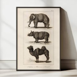 Elefant, nsehorn og kamel 1821 - Zoologisk tavle