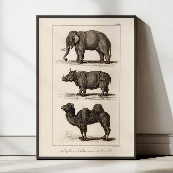 Elefant, nsehorn og kamel 1821 - Zoologisk tavle