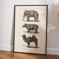 Elefant, nsehorn og kamel 1821 - Zoologisk tavle