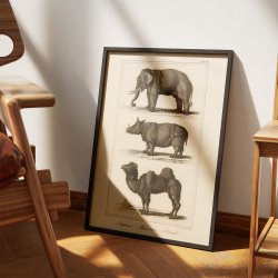Elefant, nsehorn og kamel 1821 - Zoologisk tavle