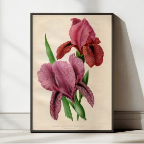 Iris 1900-tallet - Botanisk plakat