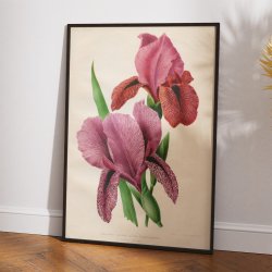 Iris 1900-tallet - Botanisk plakat