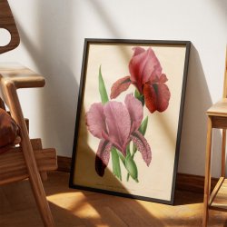 Iris 1900-tallet - Botanisk plakat
