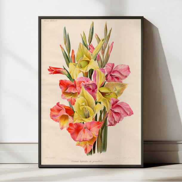Gladiolus 1900-tallet - Botanisk plakat