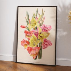 Gladiolus 1900-tallet - Botanisk plakat