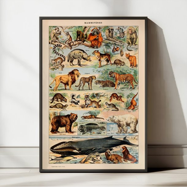 Millot: Le Larousse pour tous - Illustrationer