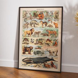 Millot: Le Larousse pour tous - Illustrationer