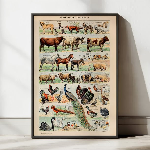 Millot: Le Larousse pour tous - Illustrationer II