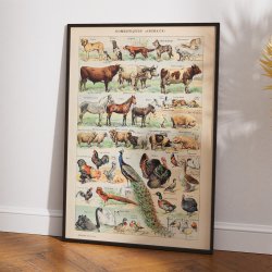 Millot: Le Larousse pour tous - Illustrationer II