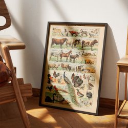 Millot: Le Larousse pour tous - Illustrationer II