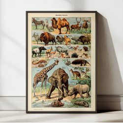 Millot: Mammieres A - Le Larousse pour tous