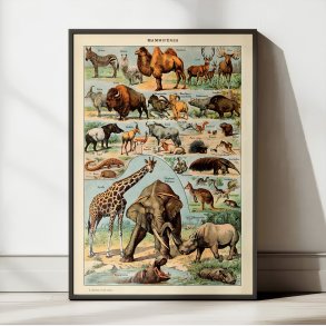 Millot: Mammieres A - Le Larousse pour tous