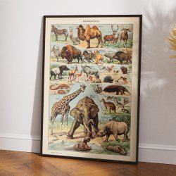 Millot: Mammieres A - Le Larousse pour tous