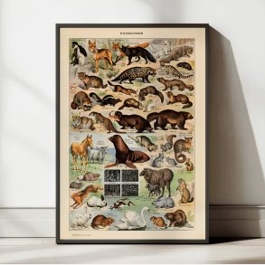 Millot: Fourrures - Le Larousse pour tous