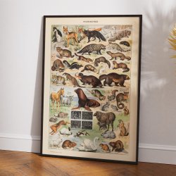 Millot: Fourrures - Le Larousse pour tous