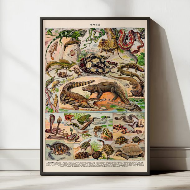 Millot: Reptiles 1932 - Naturhistorisk tavle