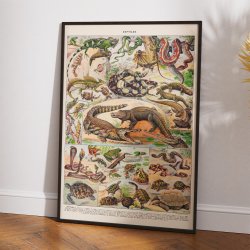 Millot: Reptiles 1932 - Naturhistorisk tavle