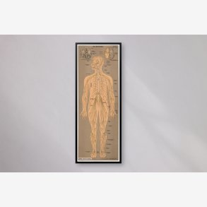 Nervesystemet 1902 - Anskuelsesbillede