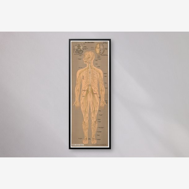 Nervesystemet 1902 - Anskuelsesbillede