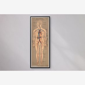 Blod- og lymfekar 1902 - Anskuelsesbillede