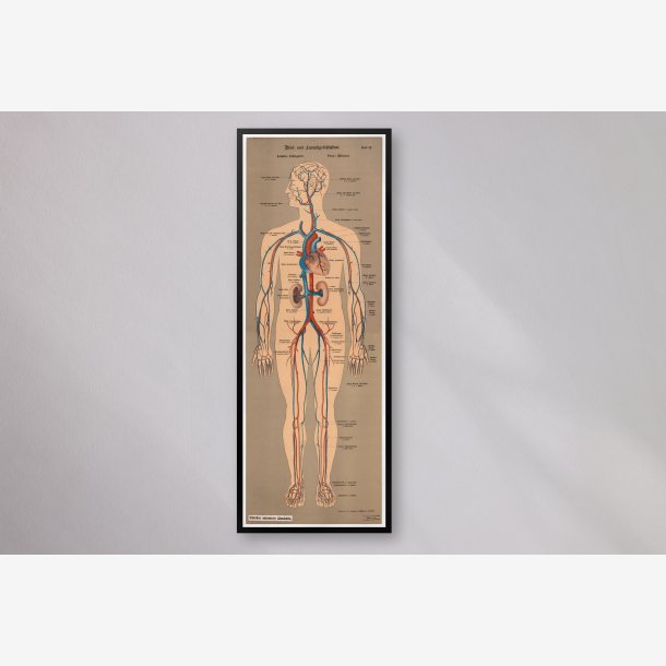 Blod- og lymfekar 1902 - Anskuelsesbillede