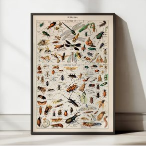 Millot: Insekter - Le Larousse pour tous