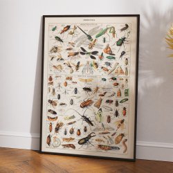 Millot: Insekter - Le Larousse pour tous