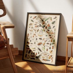 Millot: Insekter - Le Larousse pour tous