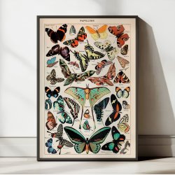 Millot: Sommerfugle - Le Larousse pour tous