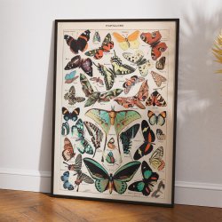 Millot: Sommerfugle - Le Larousse pour tous