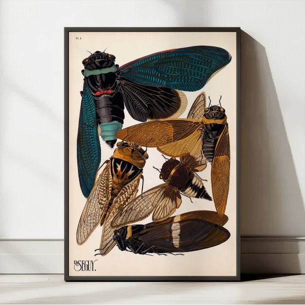 Cikader - Insektplakat 1
