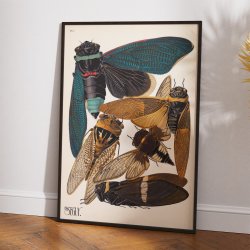Cikader - Insektplakat 1