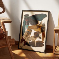 Cikader - Insektplakat 1