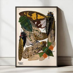Cikader - Insektplakat 2