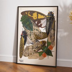 Cikader - Insektplakat 2